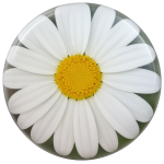 Daisy Delight Snap